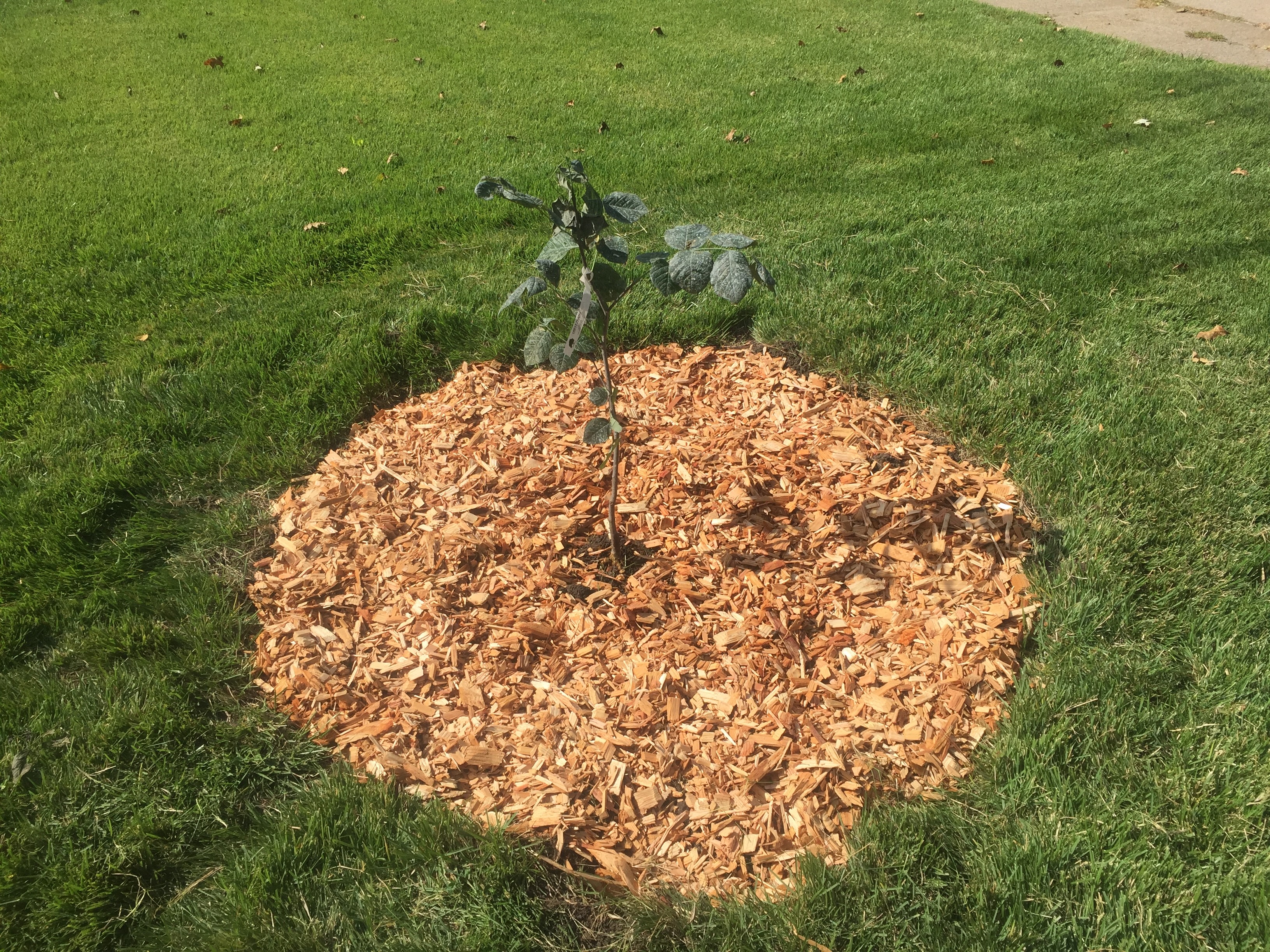 Young tree planted with bark mulch surrounding it