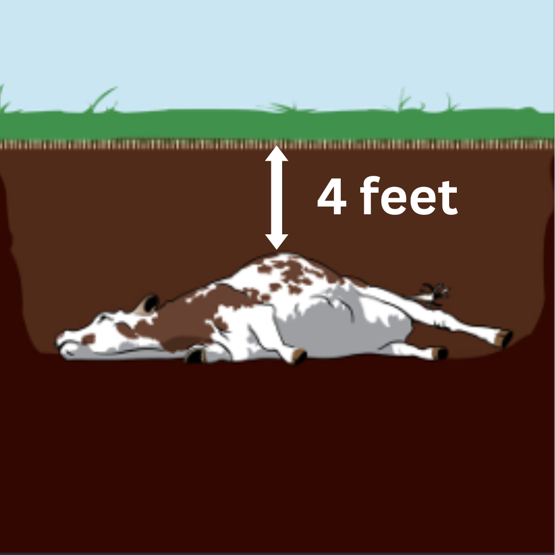 Illustration of recommended pit depth. photo credit: Washington State Department of Agriculture