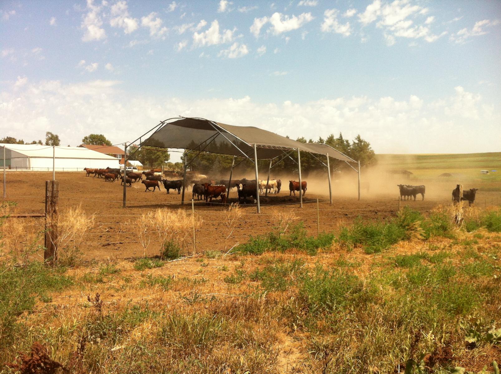 dust from feedlot cattle