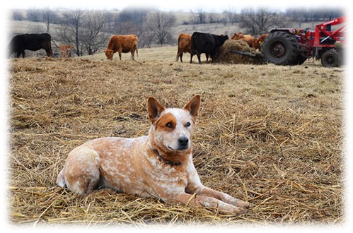 Dog in a cattle pen