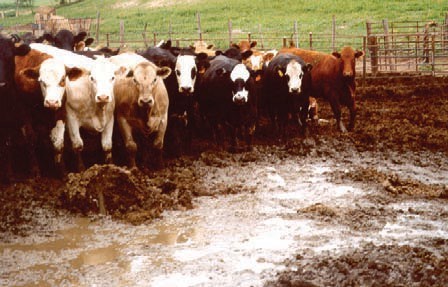 Make sure feedlots are well-drained and scraped frequently to minimize odor production.