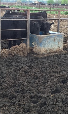 Figure 2. High risk areas such as behind feed bunks and near water tanks deserve special attention.