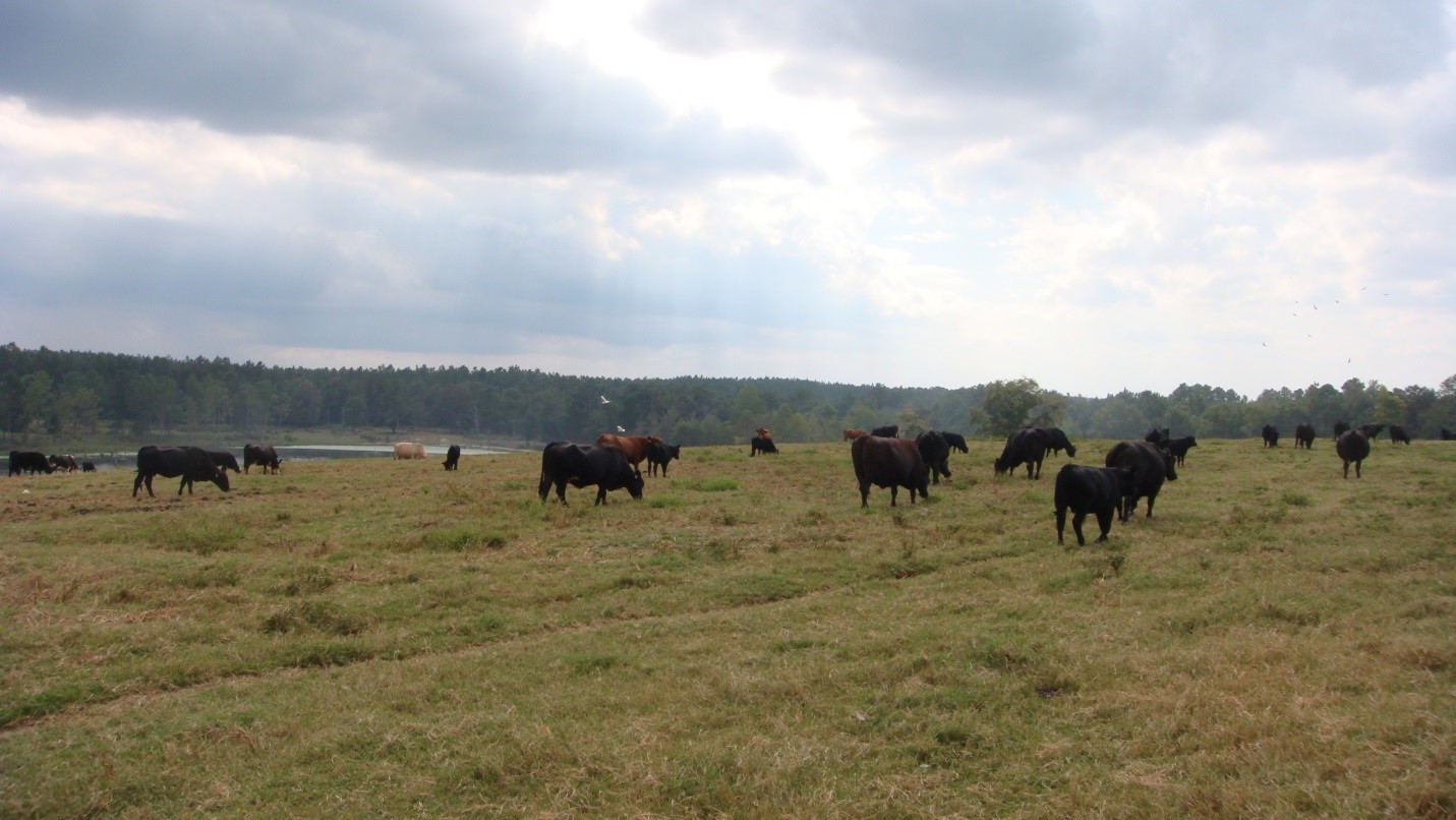 Pasture based beef operations are generally exempt unless confined in a barn or open lot for more than 24 hours.