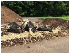 Emergency Disposal of Livestock Carcasses | UNL Water