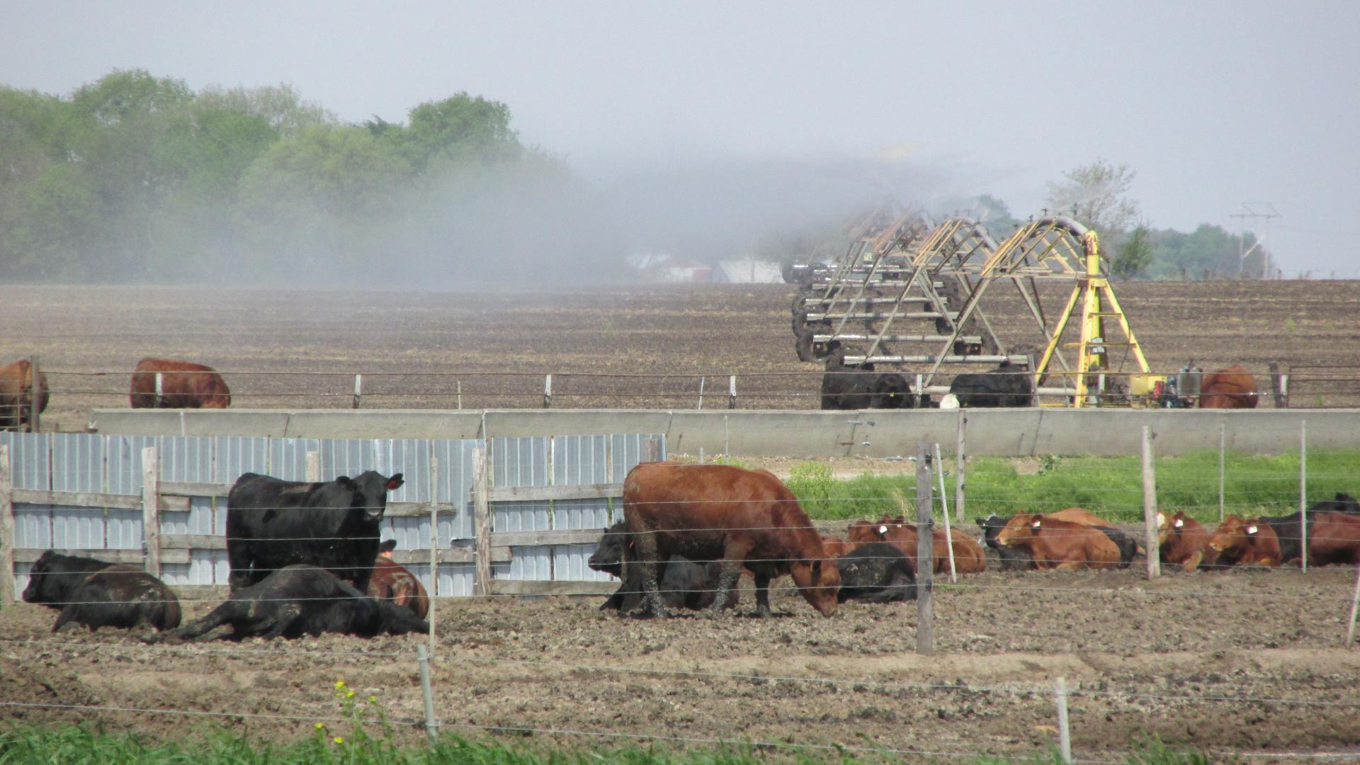 manure irrigation behind feedlot cattle
