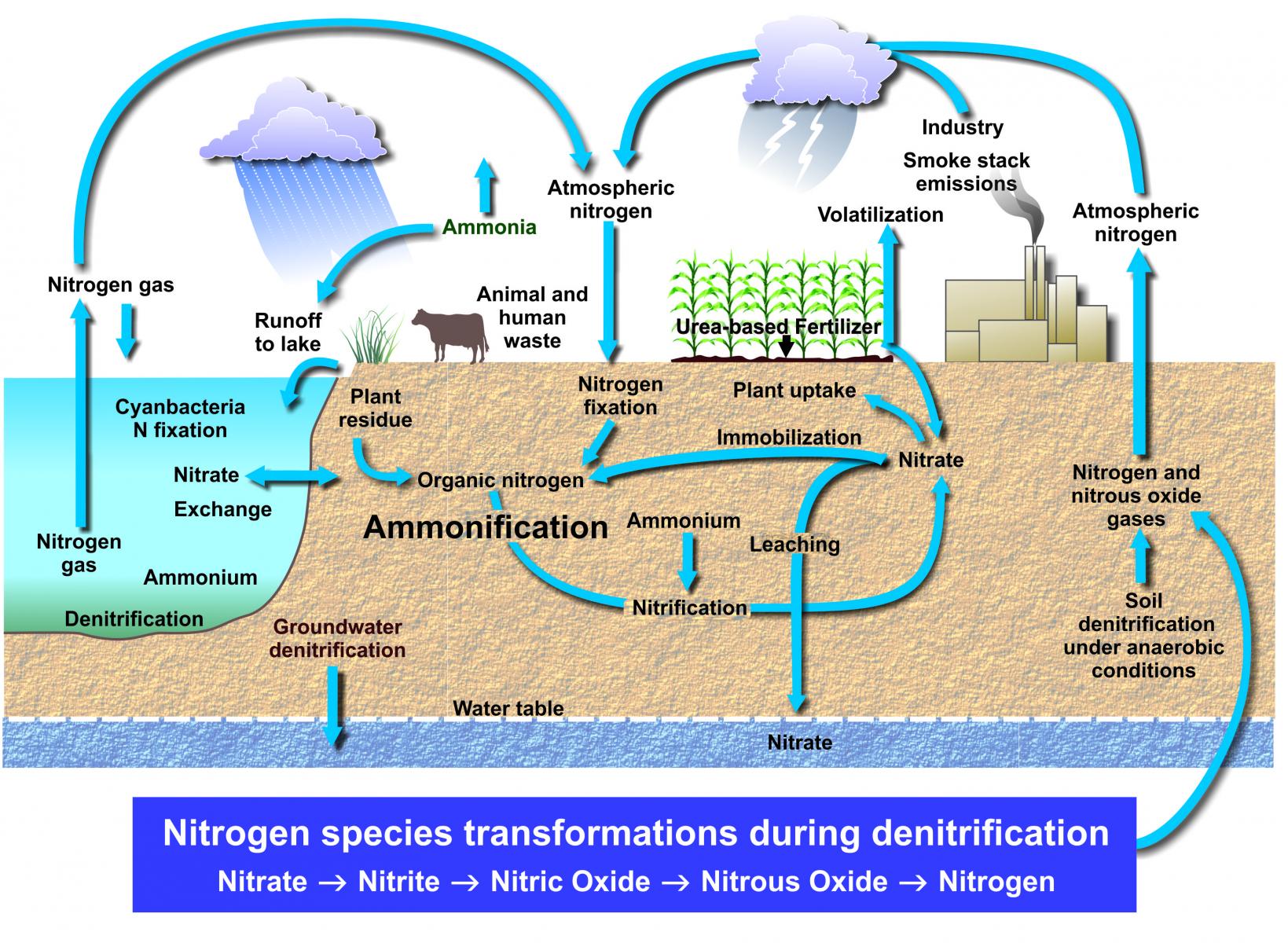 Generalized nitrogen cycle within water, soil and in the air.