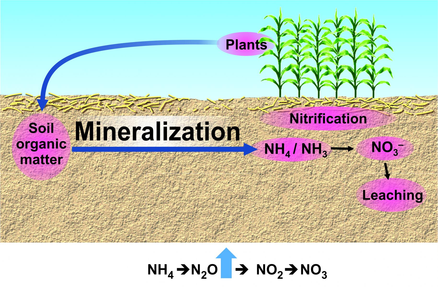 mineralization