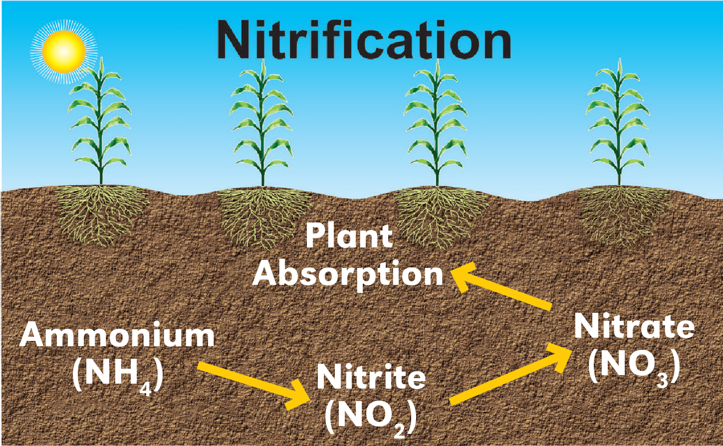 nitrification