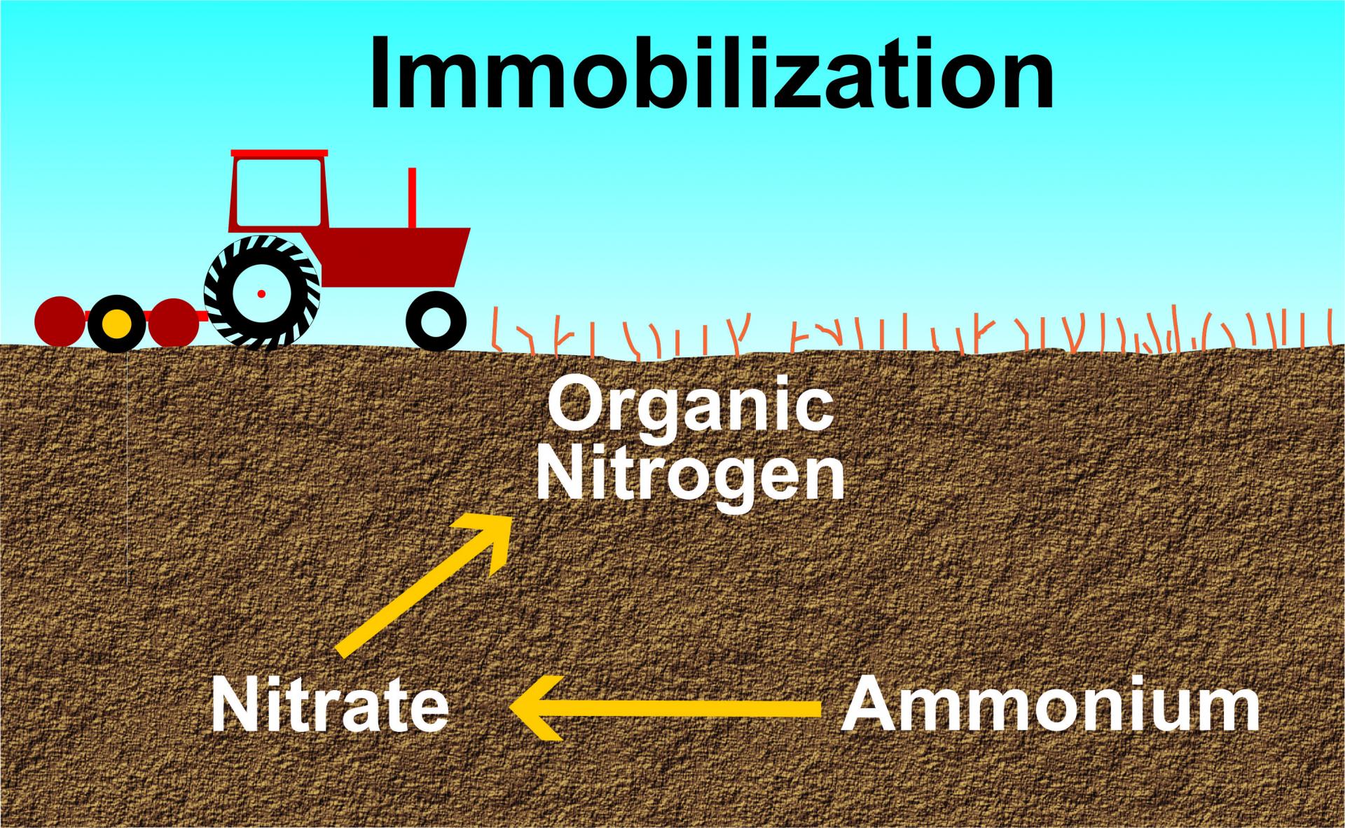 immobilization