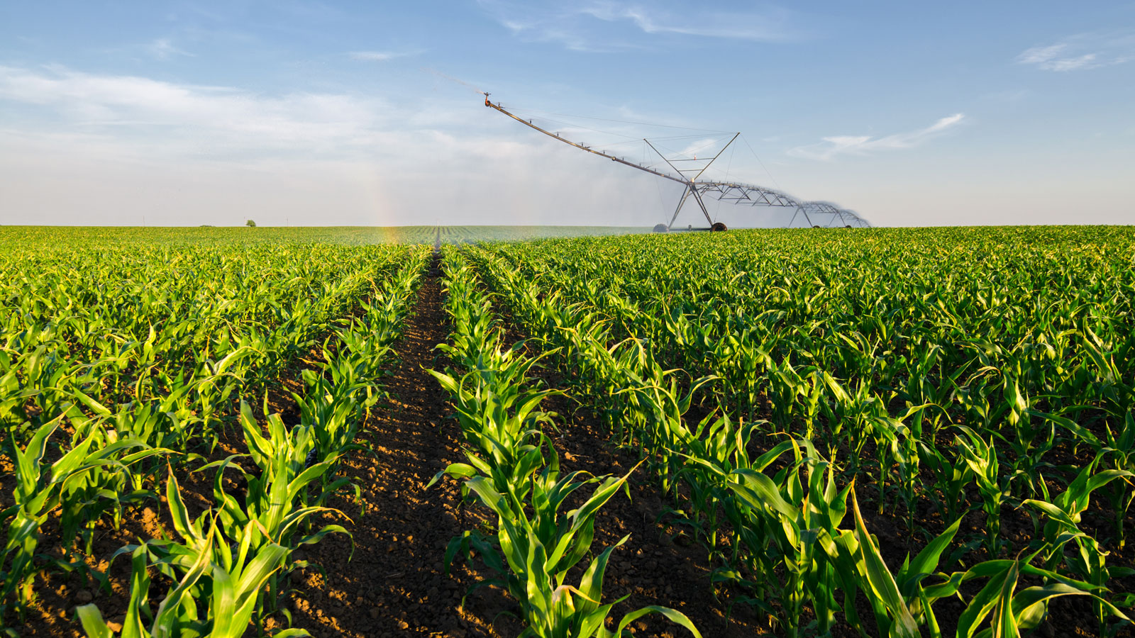 Center pivot irrigating a field.