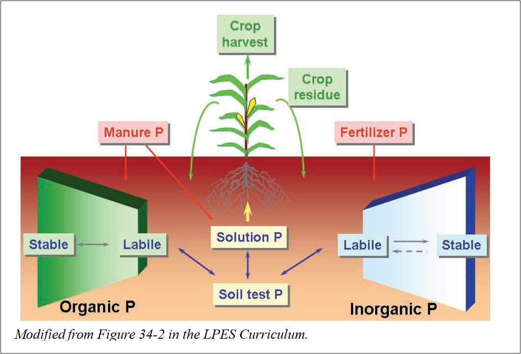 phosphorus cycle