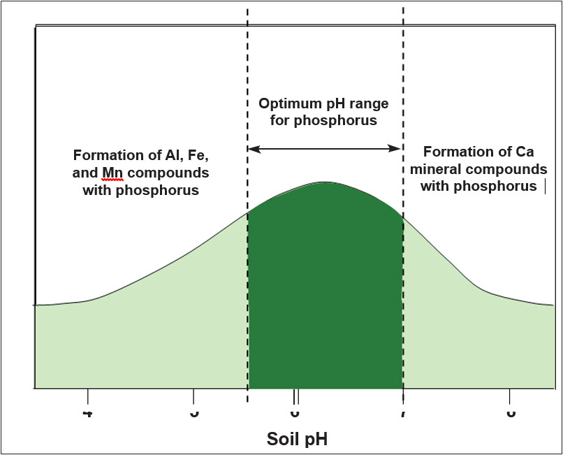 Soil phosphorus as affected by soil pH.