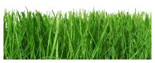 Grass.