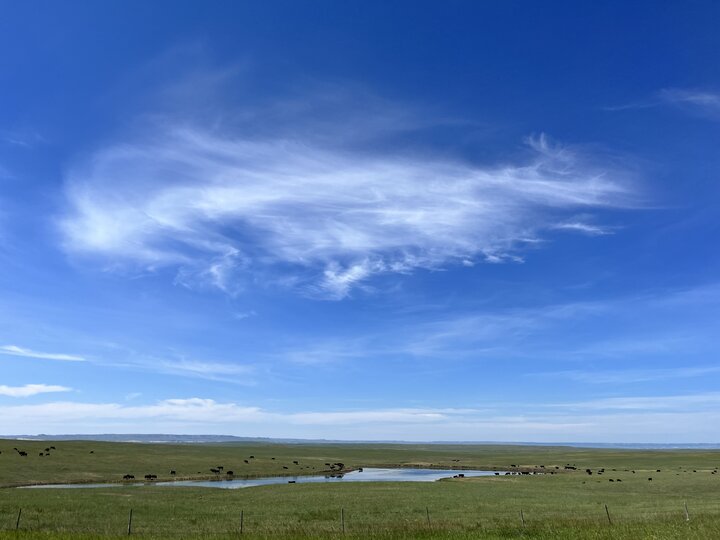 Water quantity and quality is critical to cattle health and performance.  Hot weather and drought conditions can impact both water quality and quantity for cattle.   How Much Water Do Cattle Need?    There is an easy answer, and there is a right answer. A general guideline is that lactating cows need two gallons of water per 100 pounds of bodyweight per day. 