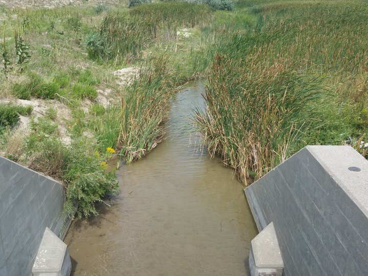 Small creek flowing between concrete walls, surrounded by tall grass and vegetation.