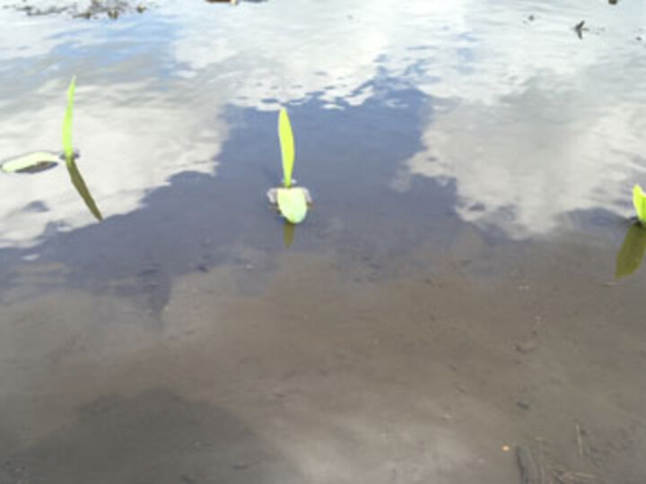 corn seedlings under water in field