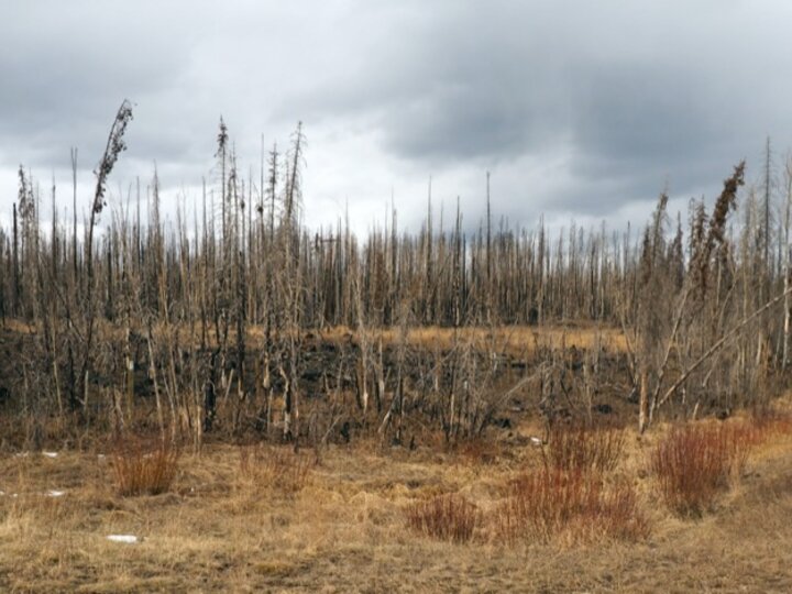 Burn area from the Mullen fire along Wyoming Hwy 230. Photo by Gary Stone.