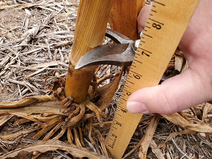 cornstalk sample cutting