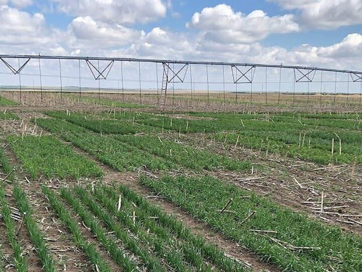 photo of cover crop variety trial at Sidney, Nebraska.