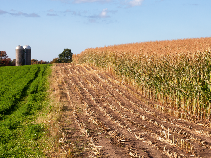 As it aggressively scavenges nitrogen in the soil, alfalfa can greatly reduce nitrate contamination of groundwater with no negative implications for future crops if planted in rotations.