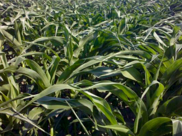 Drought stressed corn. (Photo courtesy Iowa State University Extension and Outreach)