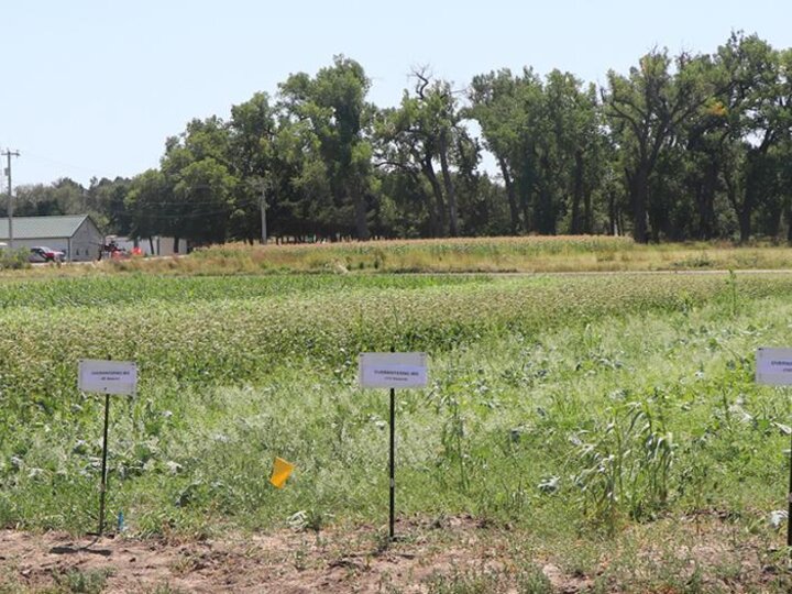 Cover crop field at WCREEC