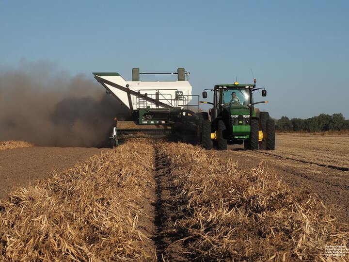 Dry bean harvest with a Pickett specialty dry bean combine (photo by Gary Stone).