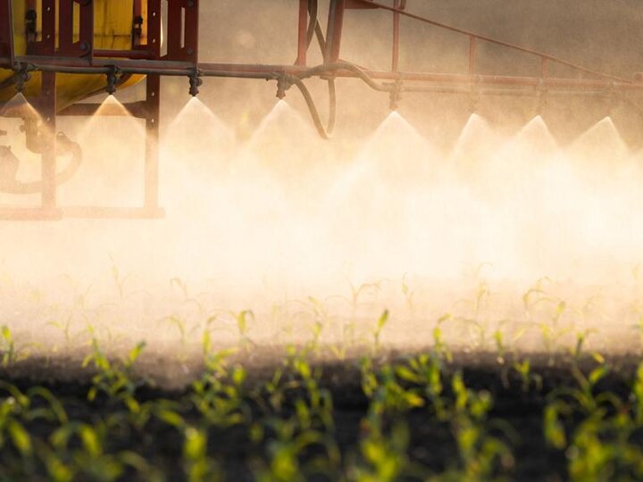 Photo of corn crop being sprayed
