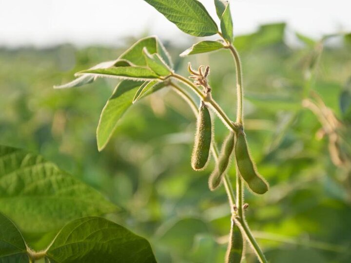 close-up of a soybean plant