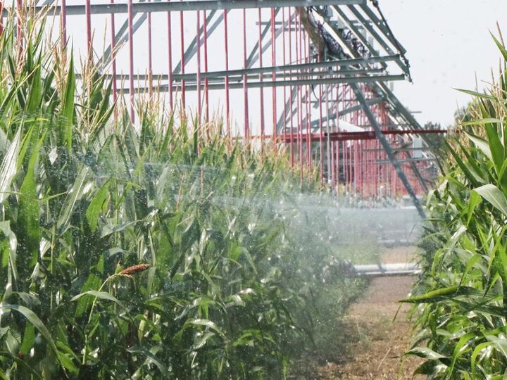 Field corn under pivot irrigation. (Photo by Chabella Guzman)