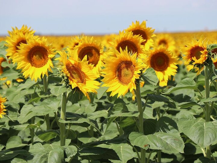 A sunflower field blooming in Box Butte County. (Photo by CHabella Guzman)