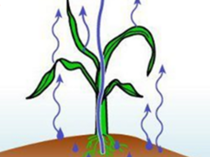 graphical representation of corn evapotranspiring