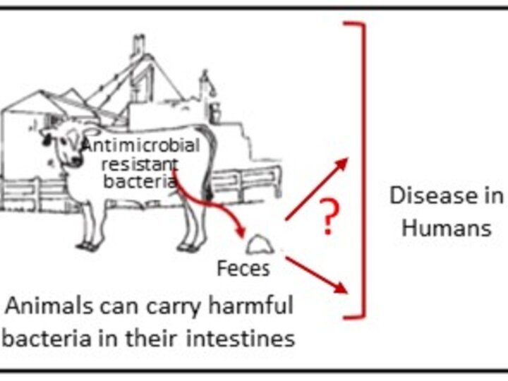 graphic with question posed as to whether human diseases can be caused by manure