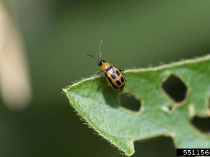 Adult bean leaf beetle, Ward Upham, Kansas State University, Bugwood.org