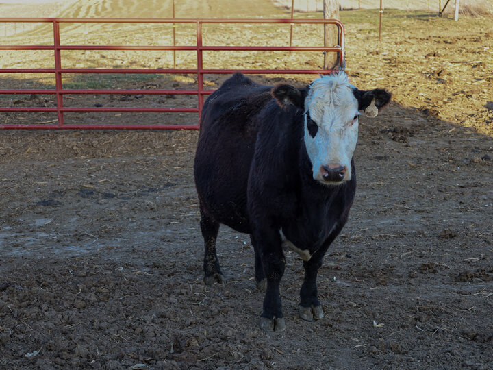 Cow in feedlot