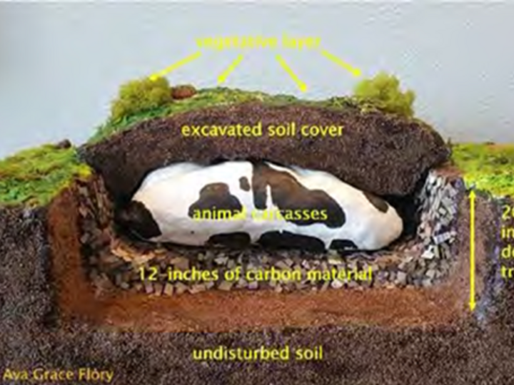 Shallow burial with carbon diagram
