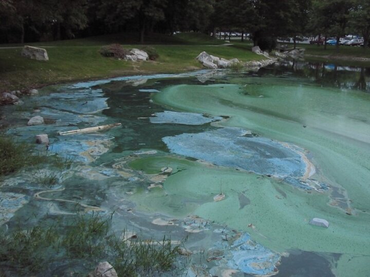 blue green algae