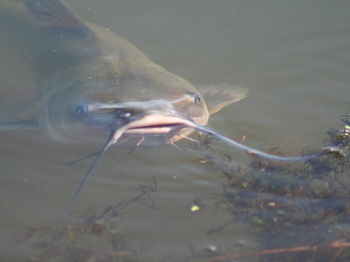 catfish in a stream