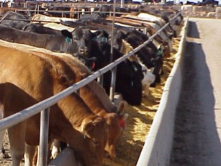 Cows at Feeding Station