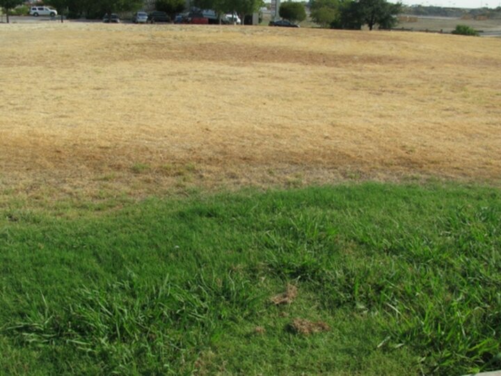 Drought in a lawn