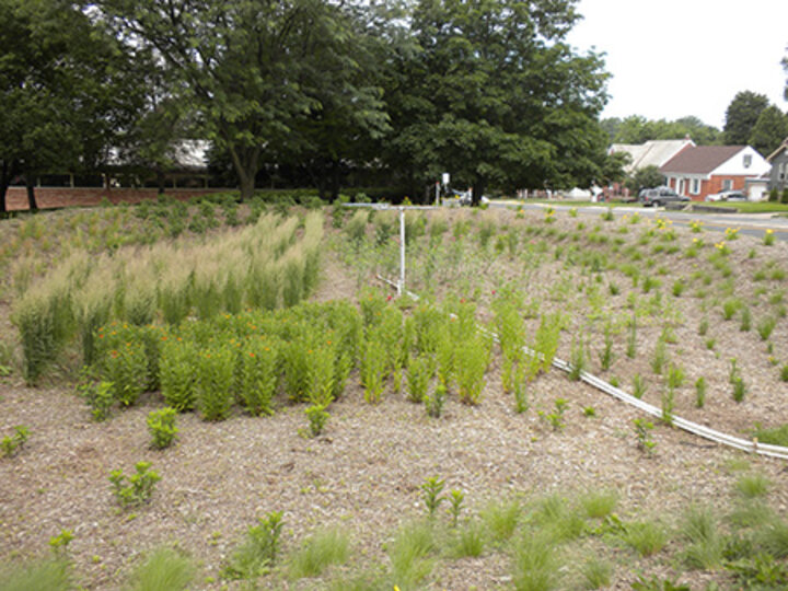 Example of a bioretention garden