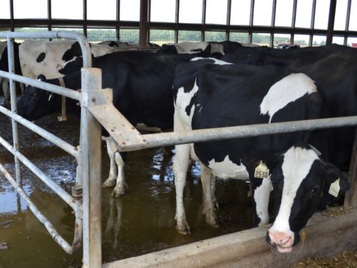 Emergency use of milk as a fertilizer questions and answers. 