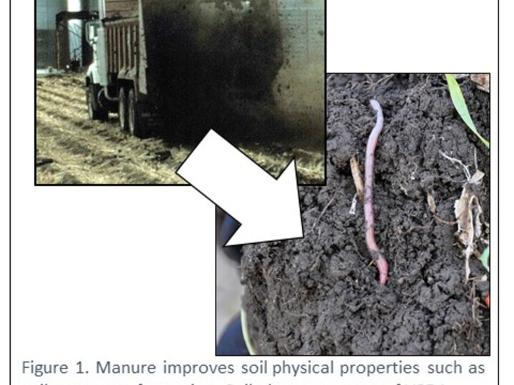 The organic matter in manure improves soil quality including formation of stable soil aggregates.