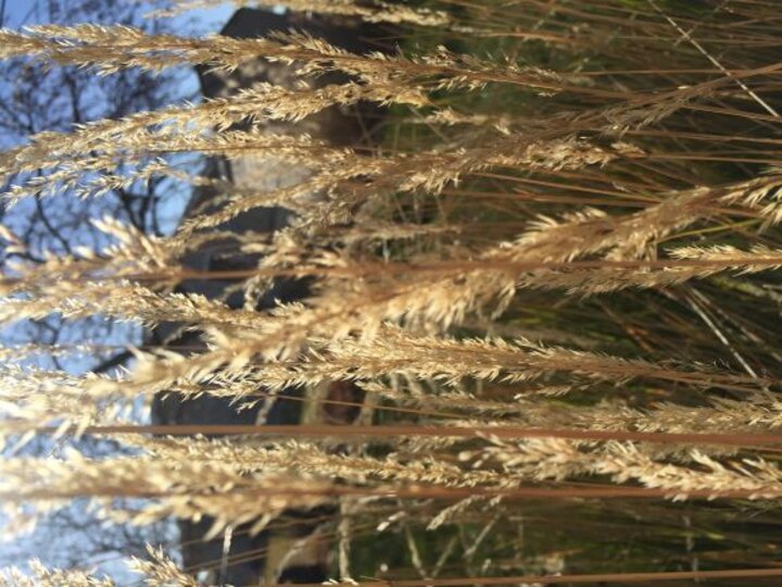 Grass Backlit by sun