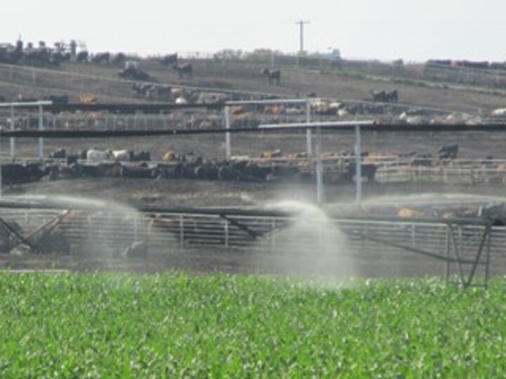 irrigating manure in front of feedlot