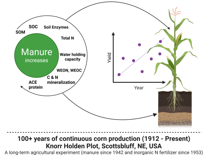 Image showing different manure benefits to corn production