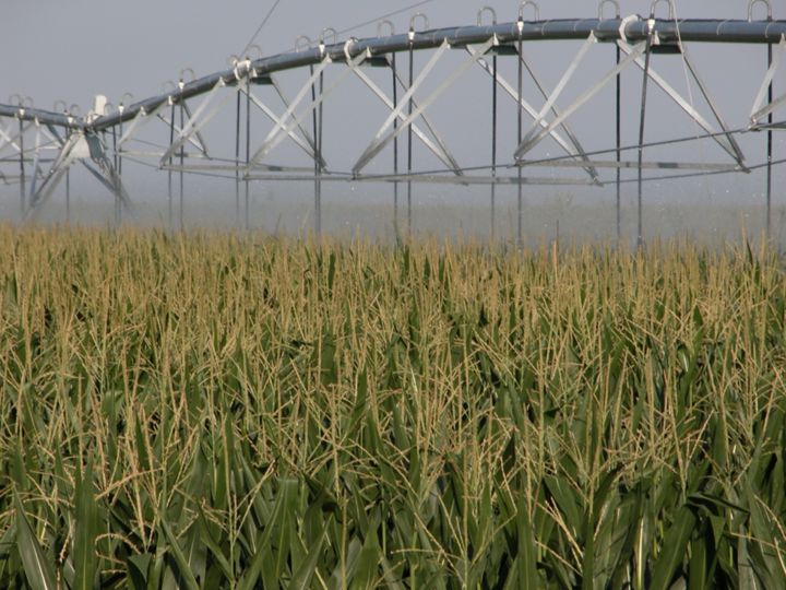 Center pivot irrigating late season corn