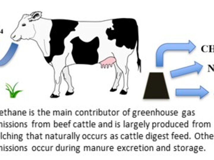 Methane is the main contributor of greenhouse gas emissions from beef cattle and is largely produced from belching that naturally occurs as cattle digest feed. Other emissions occur during manure excretion and storage.