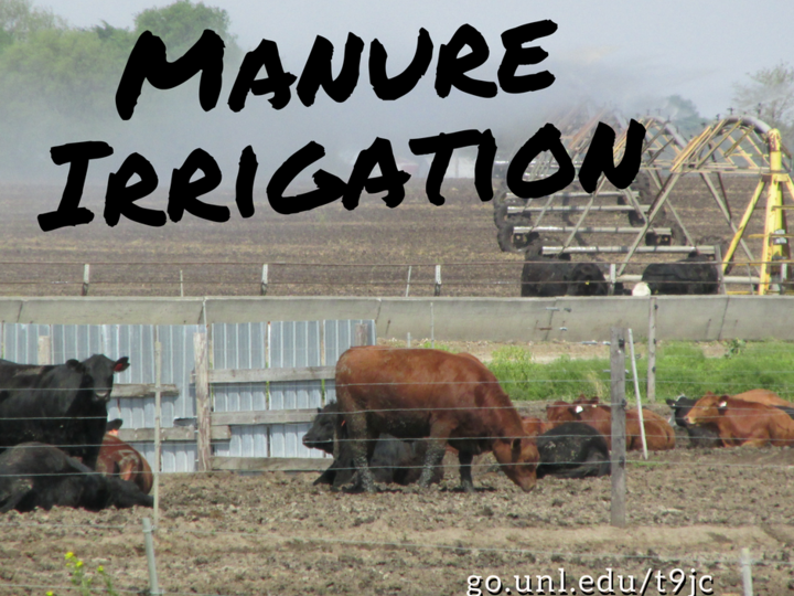 irrigating manure behind feedlot