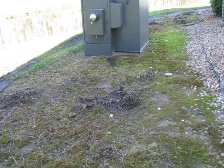 Moss growing in the yard